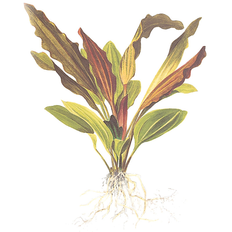 Echinodorus 'Rosé' Nr.8 ca. 25-40 cm