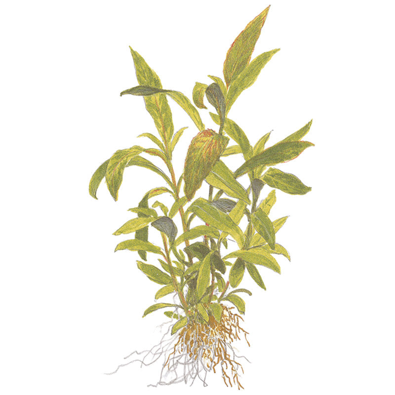 Hygrophila corymbosa 'Siamensis 53B' Nr.5 potte