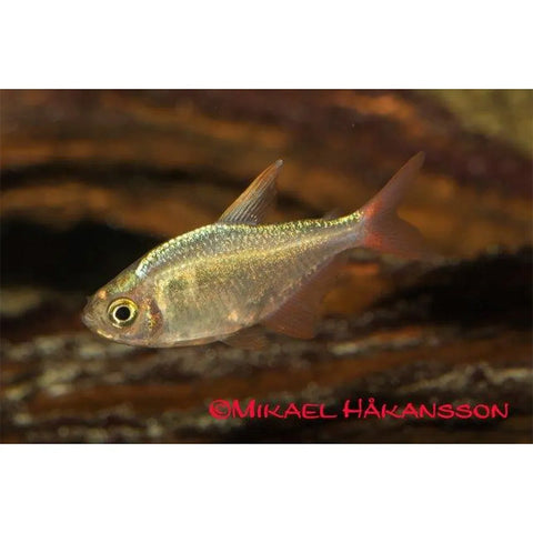 Columbisk rødfinnet tetra 3 - 4 cm