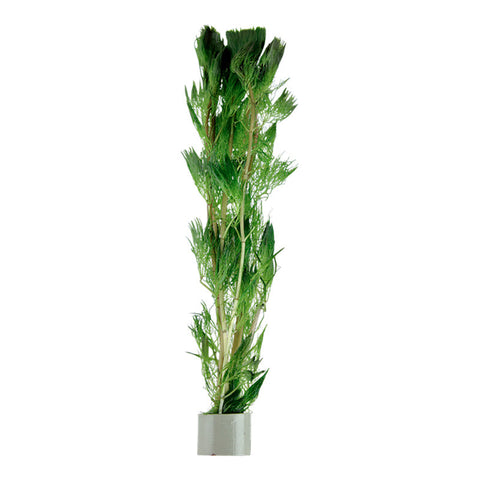 Cabomba aquatica Nr.3 bundtplante