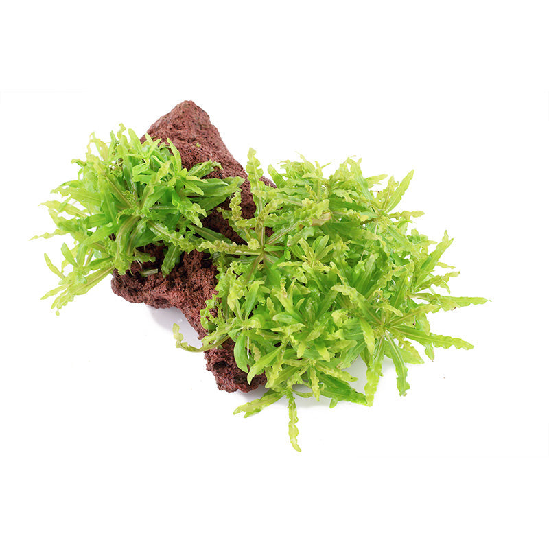 Pogostemon helferi Nr.10 ca. 10 cm på lavasten
