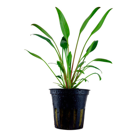 Cryptocoryne x willisii Nr.8 ca. 7-20 cm