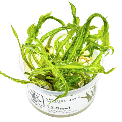 Cryptocoryne crispatula Nr.8 1-2-Grow! ca. 20-60 cm